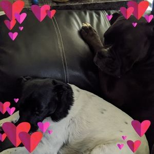 Meet your Posher, Melodie